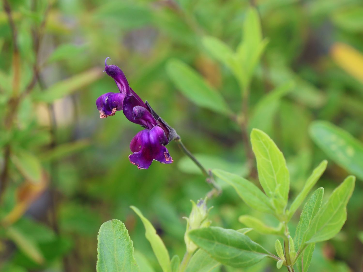 Strauchiger Salbei 'Oriental Dove' - Salvia greggii 'Oriental Dove'