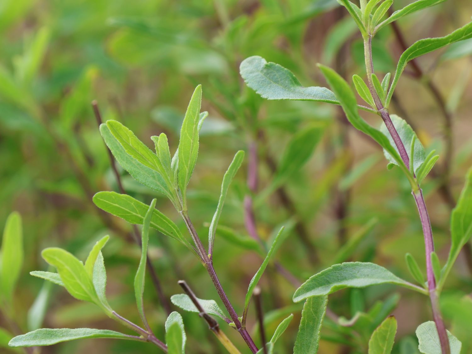 Strauchiger Salbei 'Oriental Dove' - Salvia greggii 'Oriental Dove'