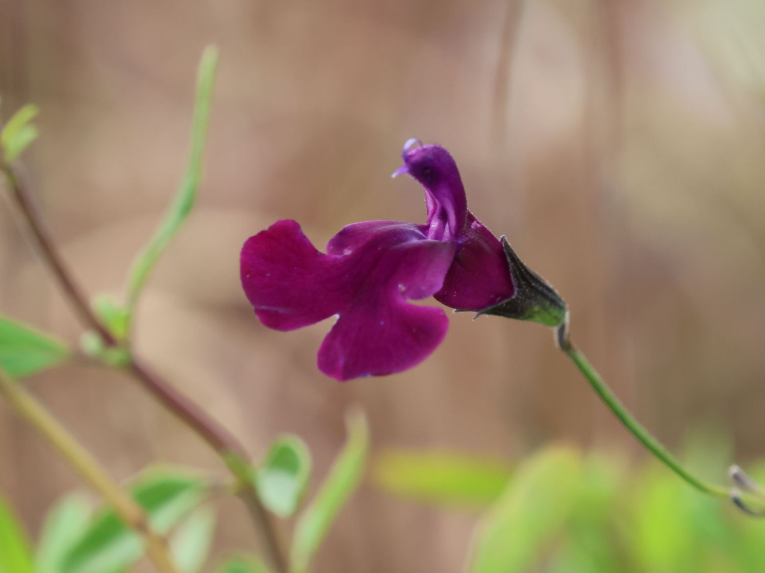 Strauchiger Salbei 'Oriental Dove' - Salvia greggii 'Oriental Dove'