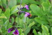 Strauchiger Salbei 'Oriental Dove' - Salvia greggii 'Oriental Dove'