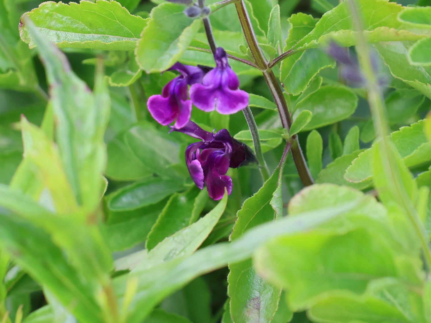 Strauchiger Salbei 'Oriental Dove' - Salvia greggii 'Oriental Dove'