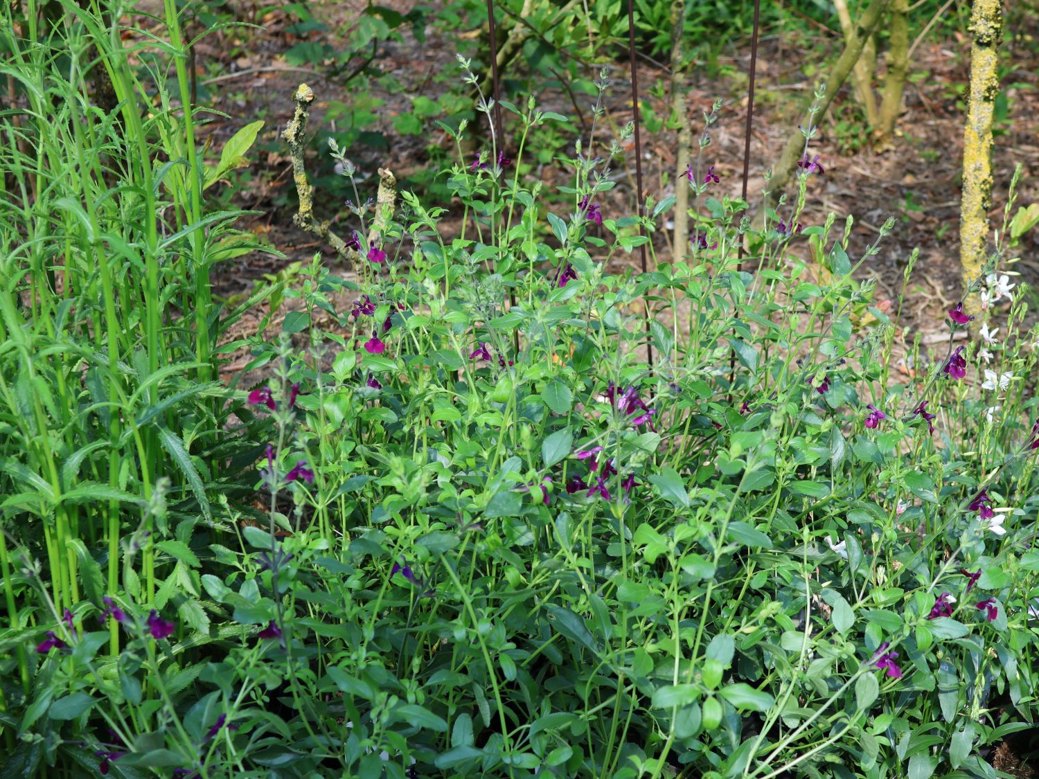 Strauchiger Salbei 'Oriental Dove' - Salvia greggii 'Oriental Dove'