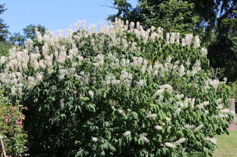 Strauchkastanie - Aesculus parviflora