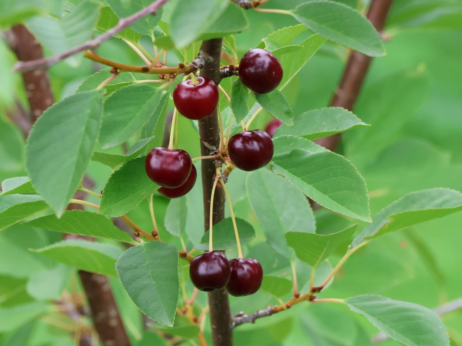 Strauchkirsche 'ROMEO' ®