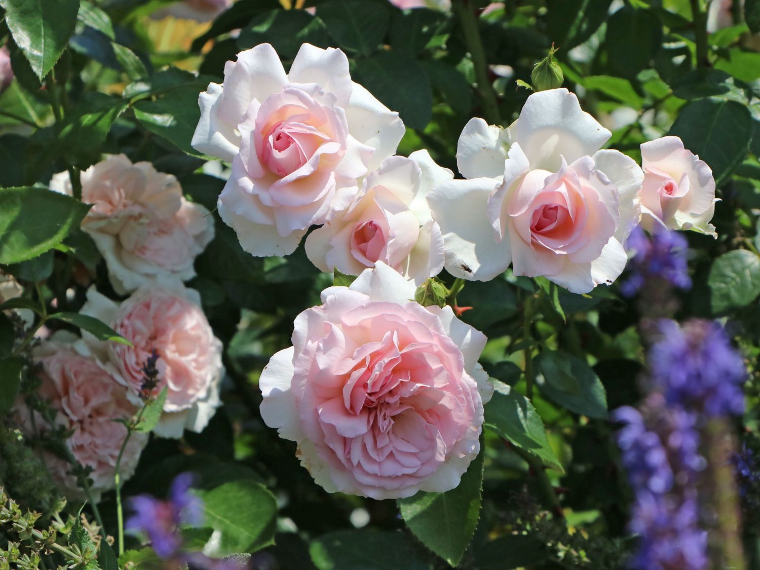 Strauchrose 'Alexandra ® - Princesse de Luxembourg'