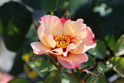 Strauchrose 'Alissar Princess of Phoenicia' - Rosa 'Alissar Princess of Phoenicia'