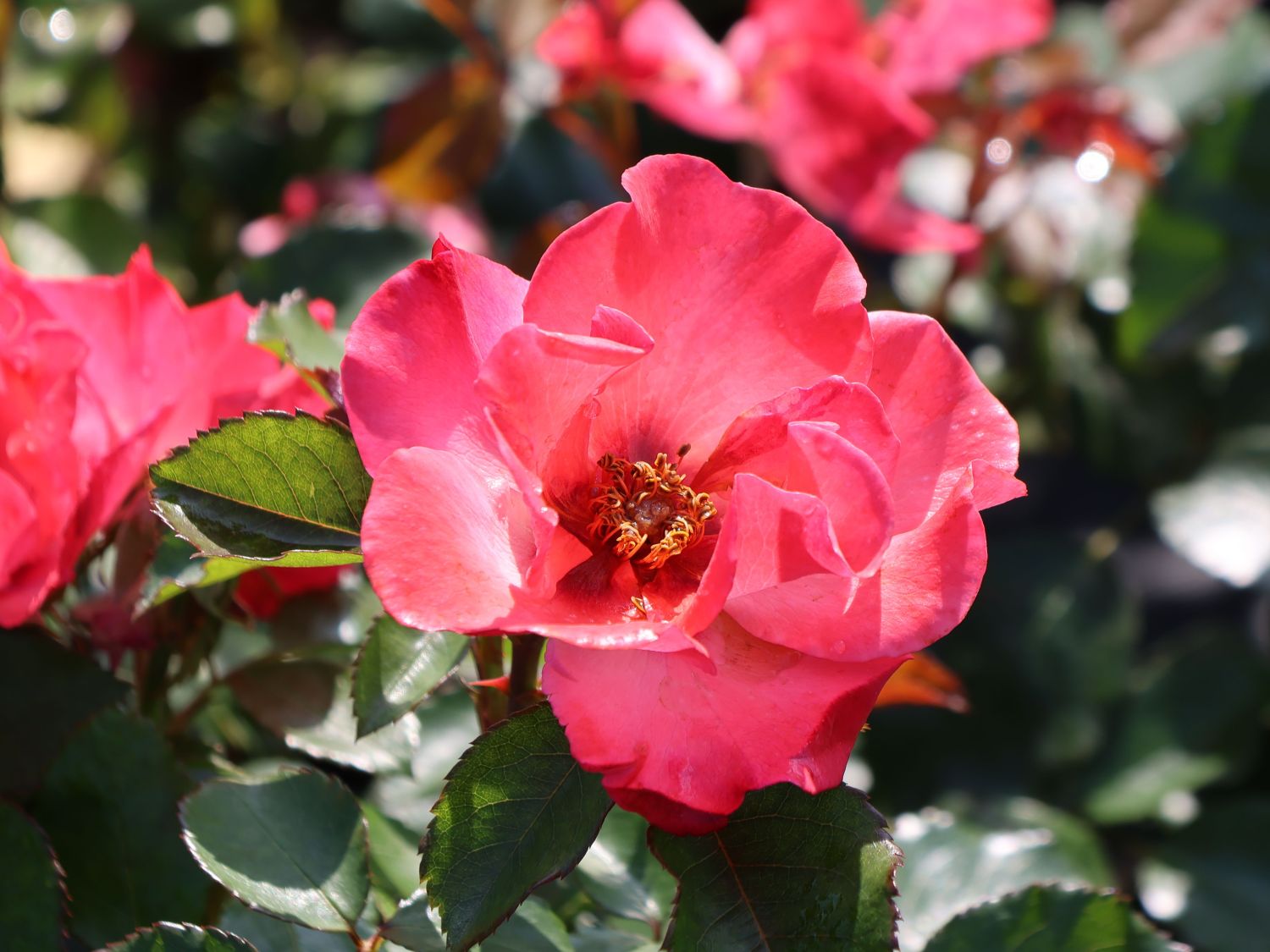 Strauchrose 'Alissar Princess of Phoenicia' - Rosa 'Alissar Princess of Phoenicia'