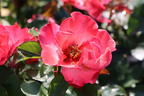 Strauchrose 'Alissar Princess of Phoenicia' - Rosa 'Alissar Princess of Phoenicia'