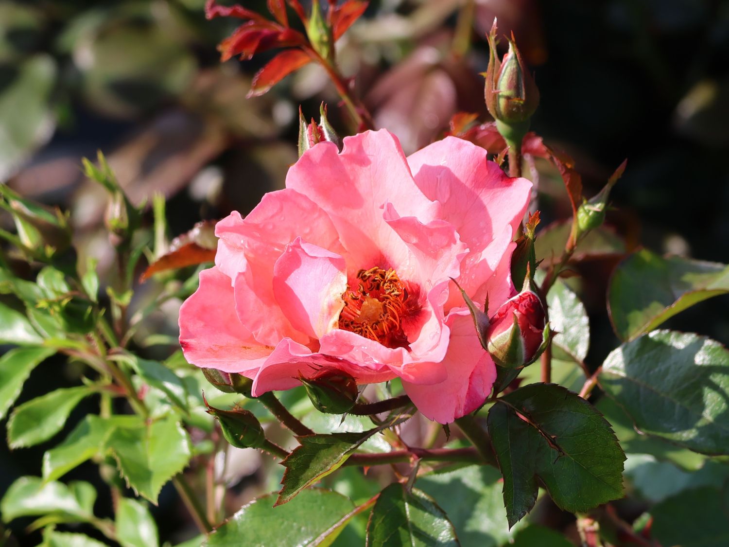 Strauchrose 'Alissar Princess of Phoenicia' - Rosa 'Alissar Princess of Phoenicia'