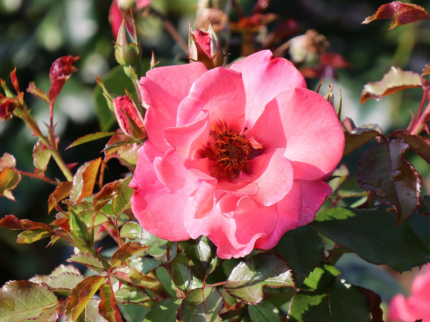 Strauchrose 'Alissar Princess of Phoenicia' - Rosa 'Alissar Princess of Phoenicia'