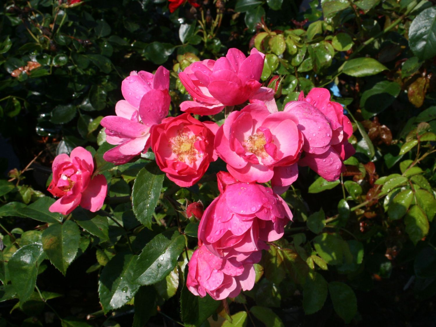 Strauchrose 'Angela' ®