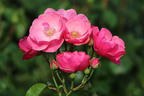 Strauchrose 'Angela' ® - Rosa 'Angela' ®