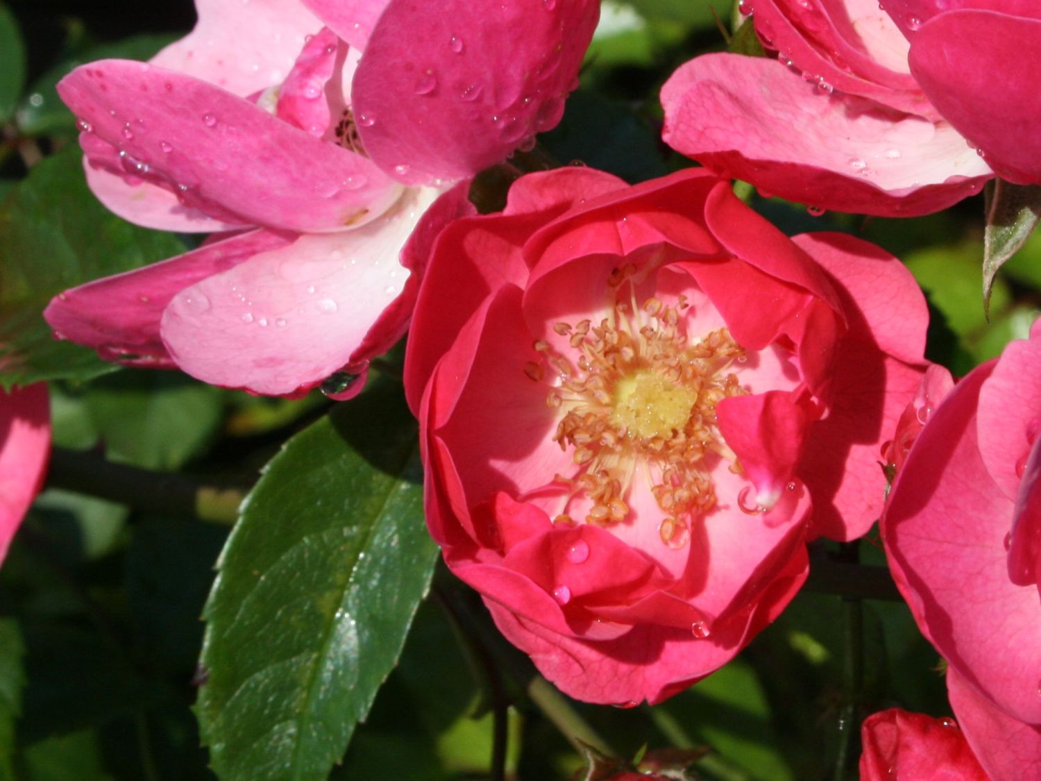 Strauchrose 'Angela' ® - Rosa 'Angela' ®