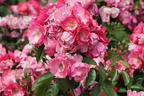 Strauchrose 'Angela' ® - Rosa 'Angela' ®