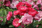 Strauchrose 'Angela' ® - Rosa 'Angela' ®