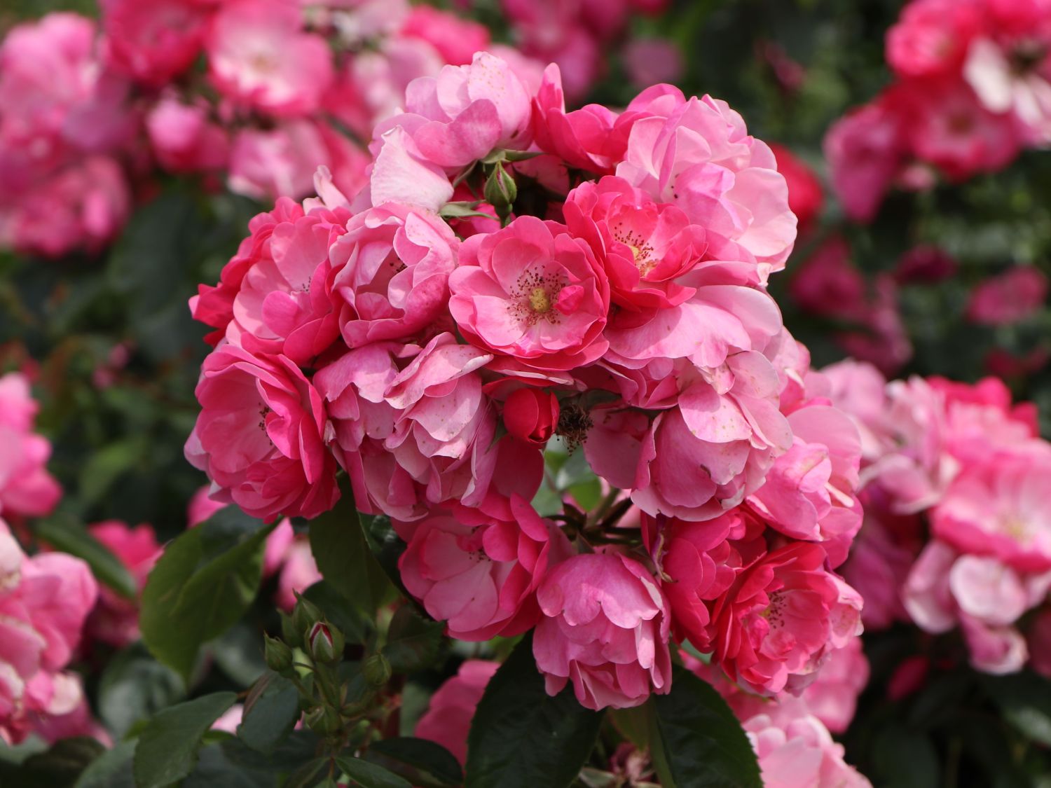 Strauchrose 'Angela' ® - Rosa 'Angela' ®