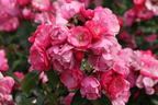Strauchrose 'Angela' ® - Rosa 'Angela' ®
