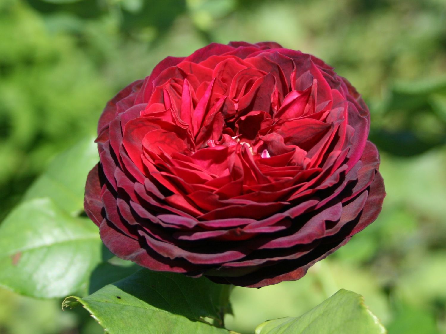 Strauchrose 'Astrid Gräfin von Hardenberg' ®