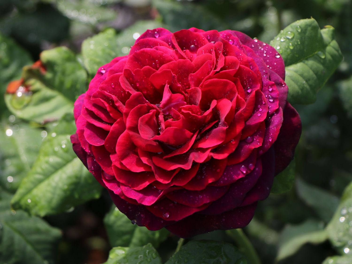 Strauchrose 'Astrid Gräfin von Hardenberg' ® - Rosa 'Astrid Gräfin von Hardenberg' ®