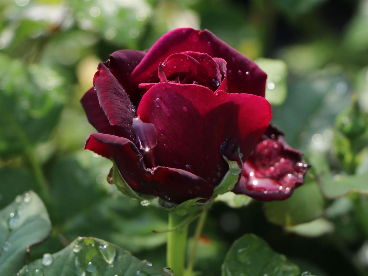 Strauchrose 'Astrid Gräfin von Hardenberg' ® - Rosa 'Astrid Gräfin von Hardenberg' ®