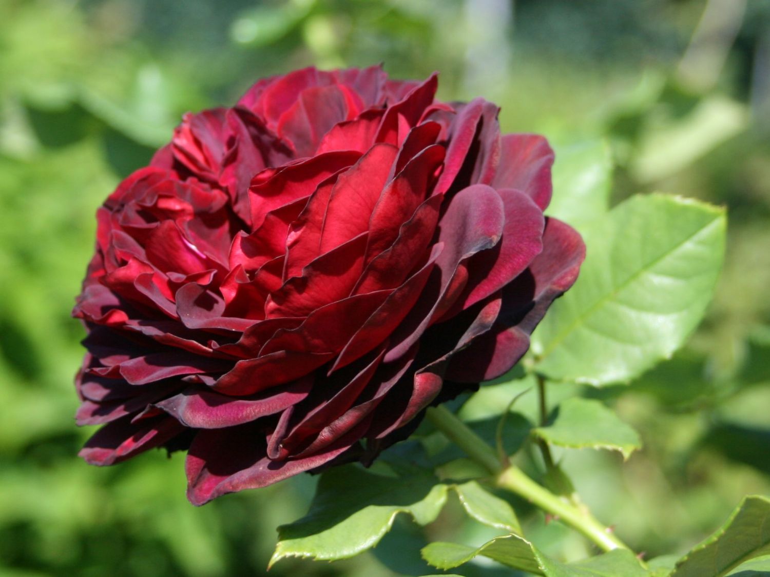 Strauchrose 'Astrid Gräfin von Hardenberg' ® - Rosa 'Astrid Gräfin von Hardenberg' ®