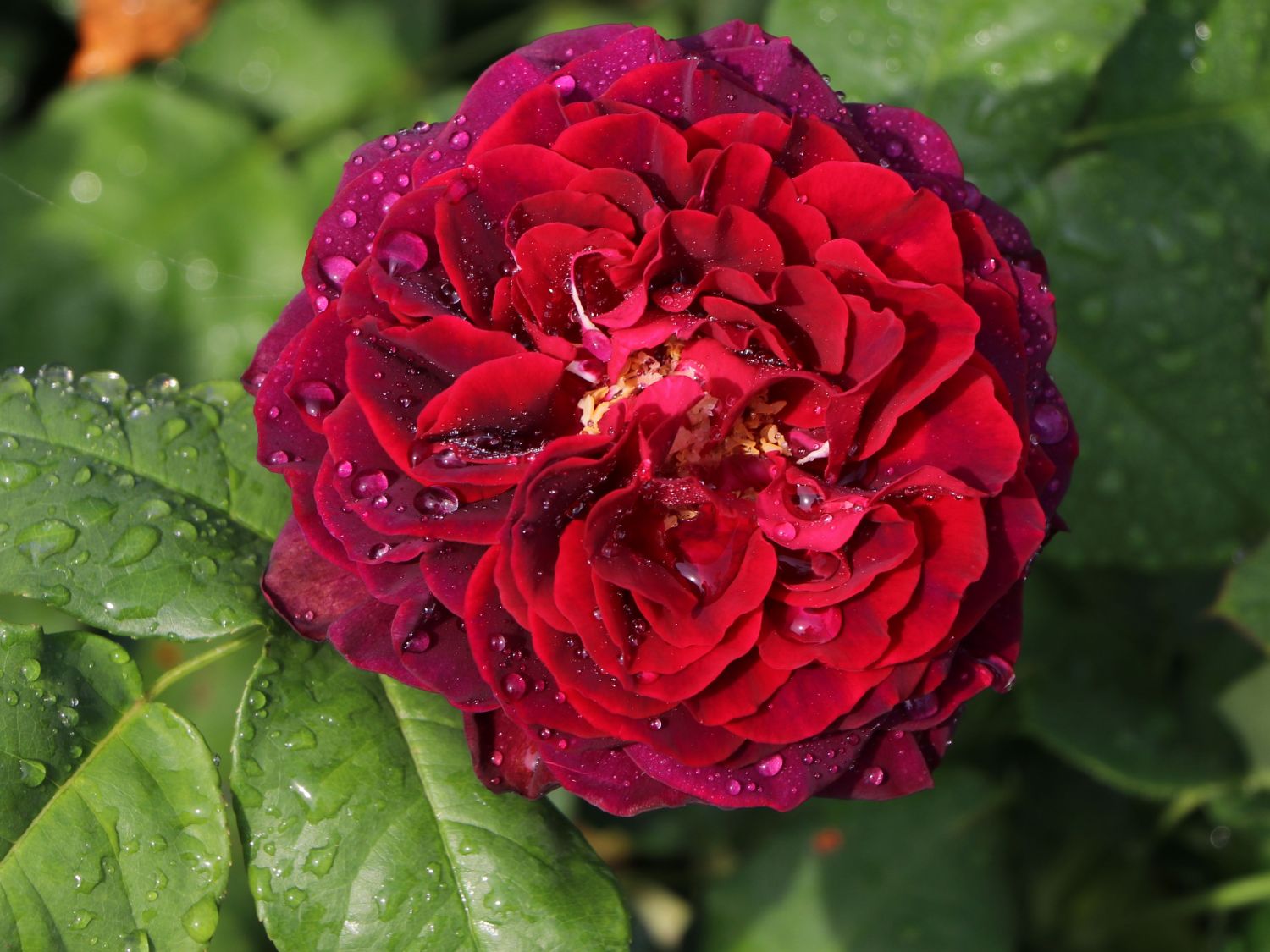 Strauchrose 'Astrid Gräfin von Hardenberg' ® - Rosa 'Astrid Gräfin von Hardenberg' ®