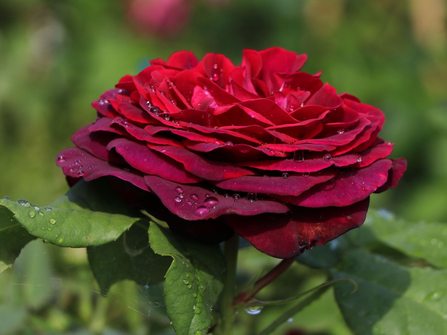 Strauchrose 'Astrid Gräfin von Hardenberg' ® - Rosa 'Astrid Gräfin von Hardenberg' ®