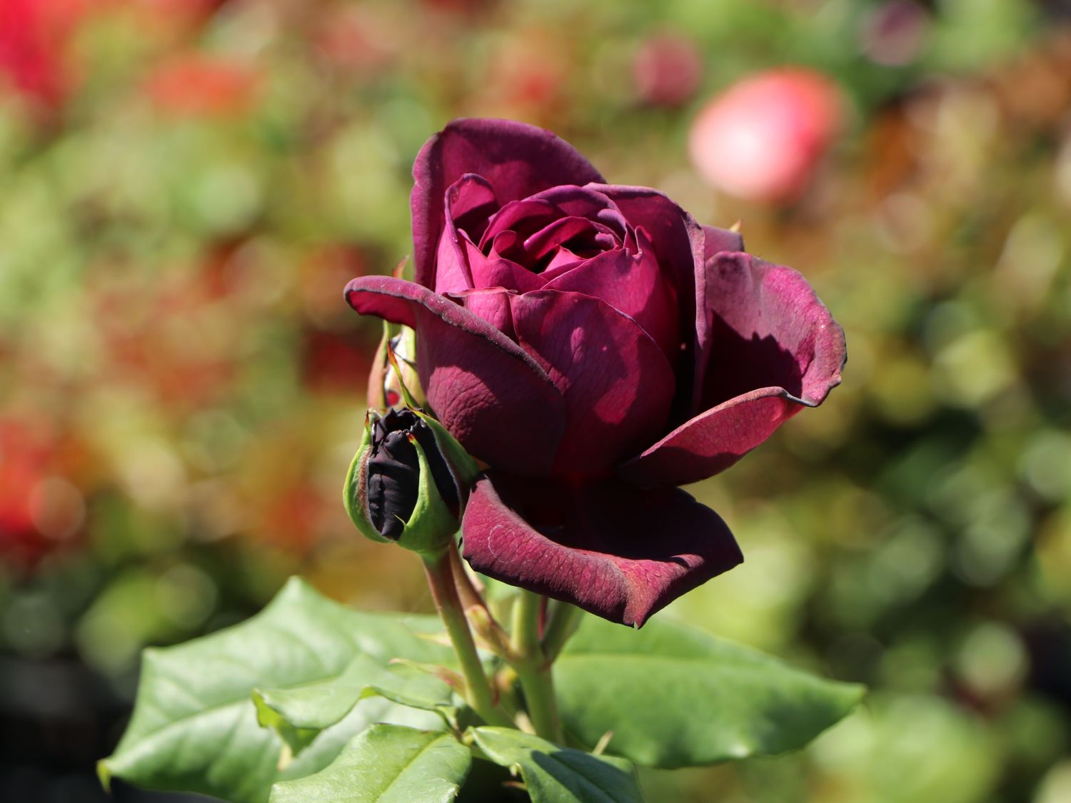 Strauchrose 'Astrid Gräfin von Hardenberg' ® - Rosa 'Astrid Gräfin von Hardenberg' ®