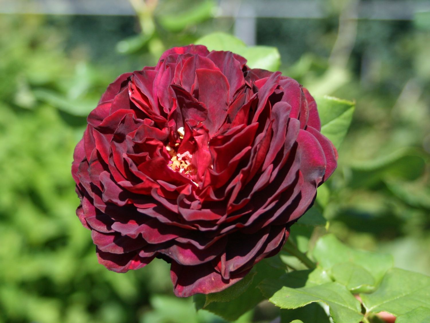 Strauchrose 'Astrid Gräfin von Hardenberg' ® - Rosa 'Astrid Gräfin von Hardenberg' ®