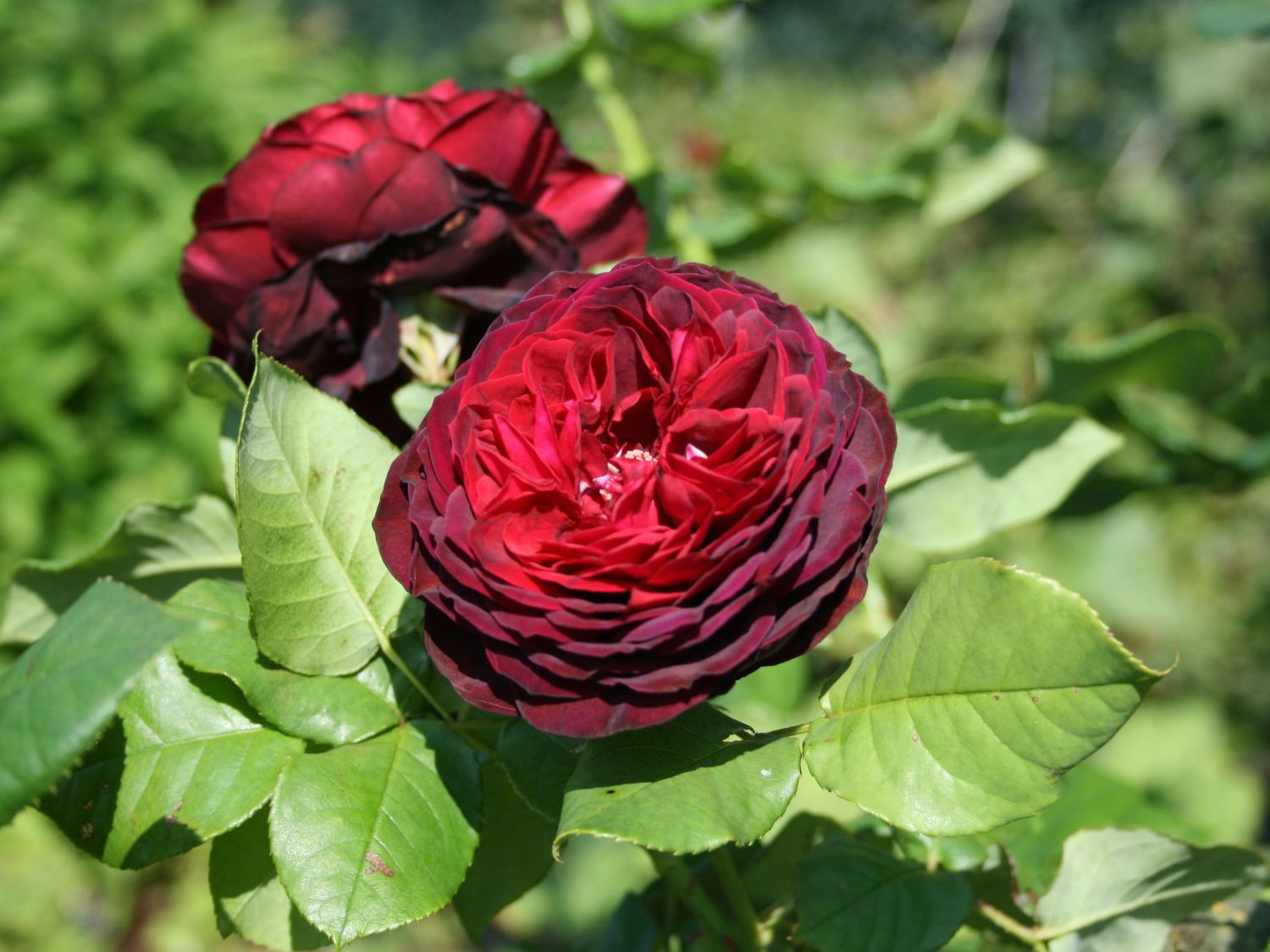 Strauchrose 'Astrid Gräfin von Hardenberg' ® - Rosa 'Astrid Gräfin von Hardenberg' ®