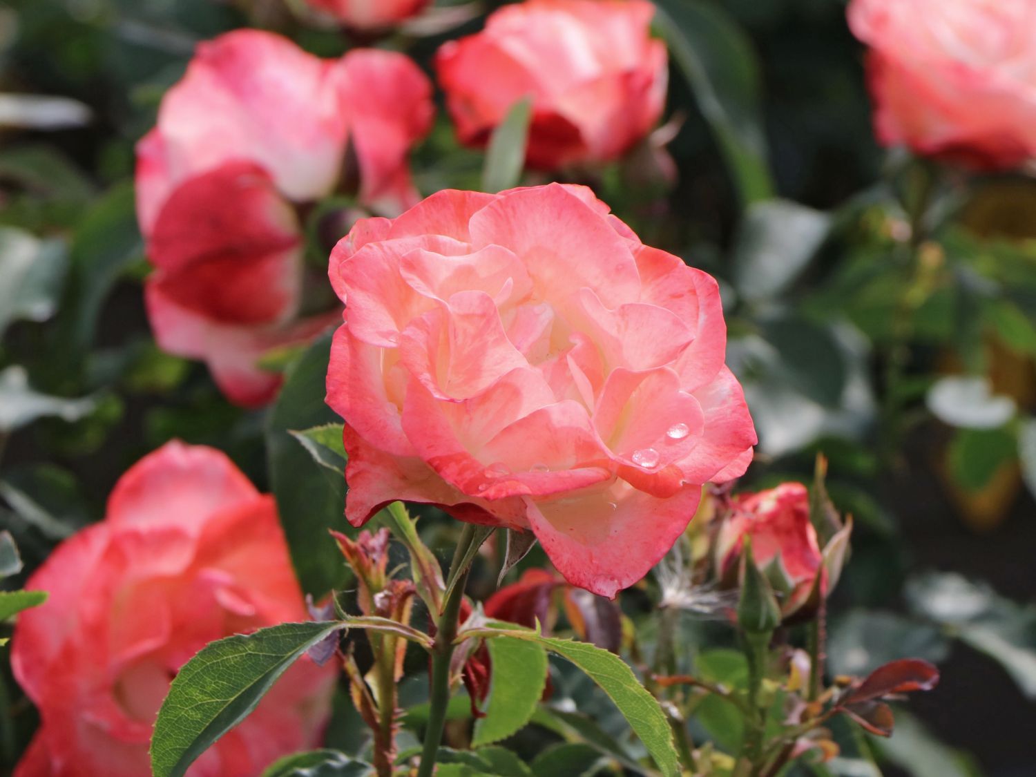 Strauchrose 'Auf die Freundschaft' ®