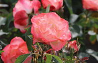 Strauchrose 'Auf die Freundschaft' ®
