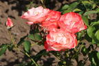 Strauchrose 'Auf die Freundschaft' ® - Rosa 'Auf die Freundschaft' ®
