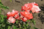 Strauchrose 'Auf die Freundschaft' ® - Rosa 'Auf die Freundschaft' ®