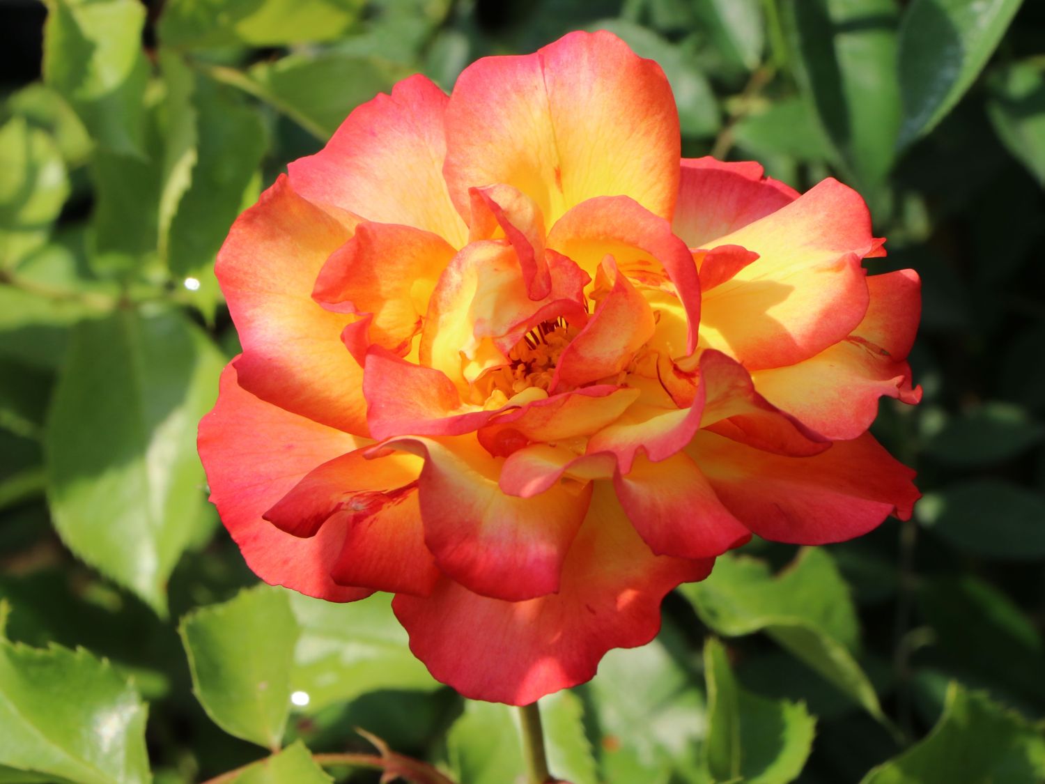 Strauchrose 'Bonanza' ®