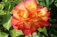 Strauchrose 'Bonanza' ®
