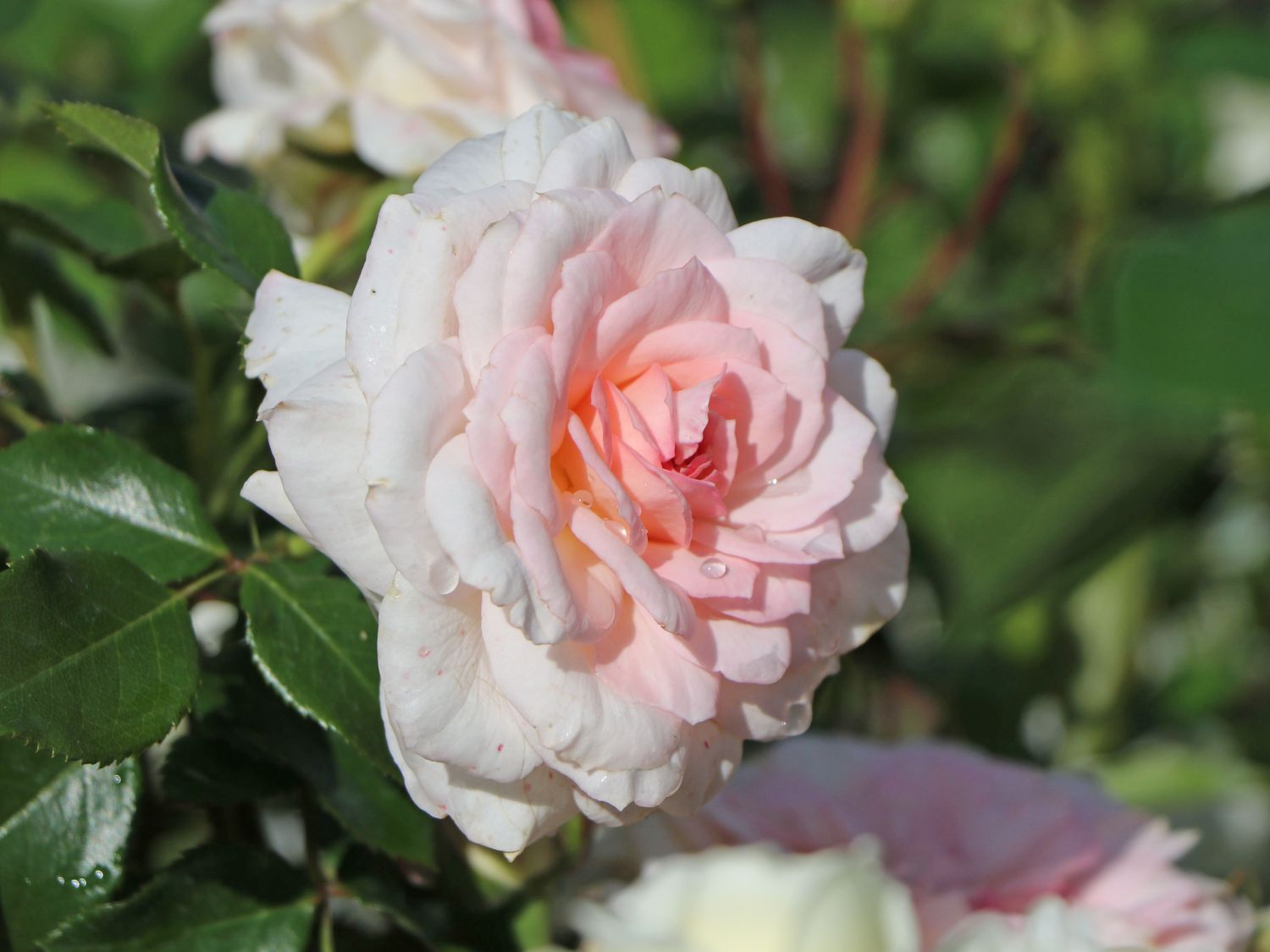 Strauchrose 'Bremer Stadtmusikanten' ® / 'Belami' ®
