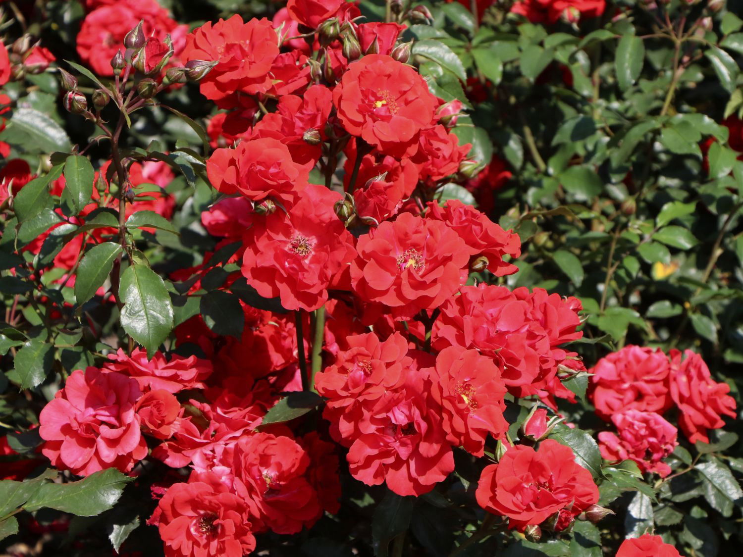Strauchrose 'Brillant Korsar' ®