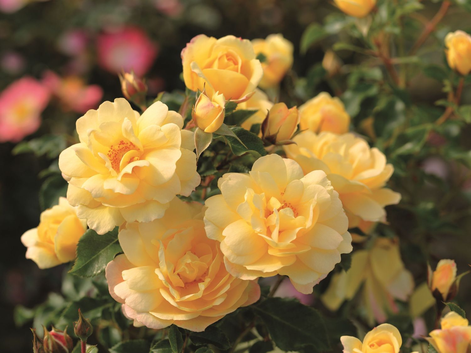 Bodendecker-Rose 'Candela' ®