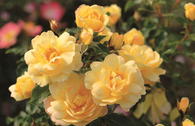 Bodendecker-Rose 'Candela' ®