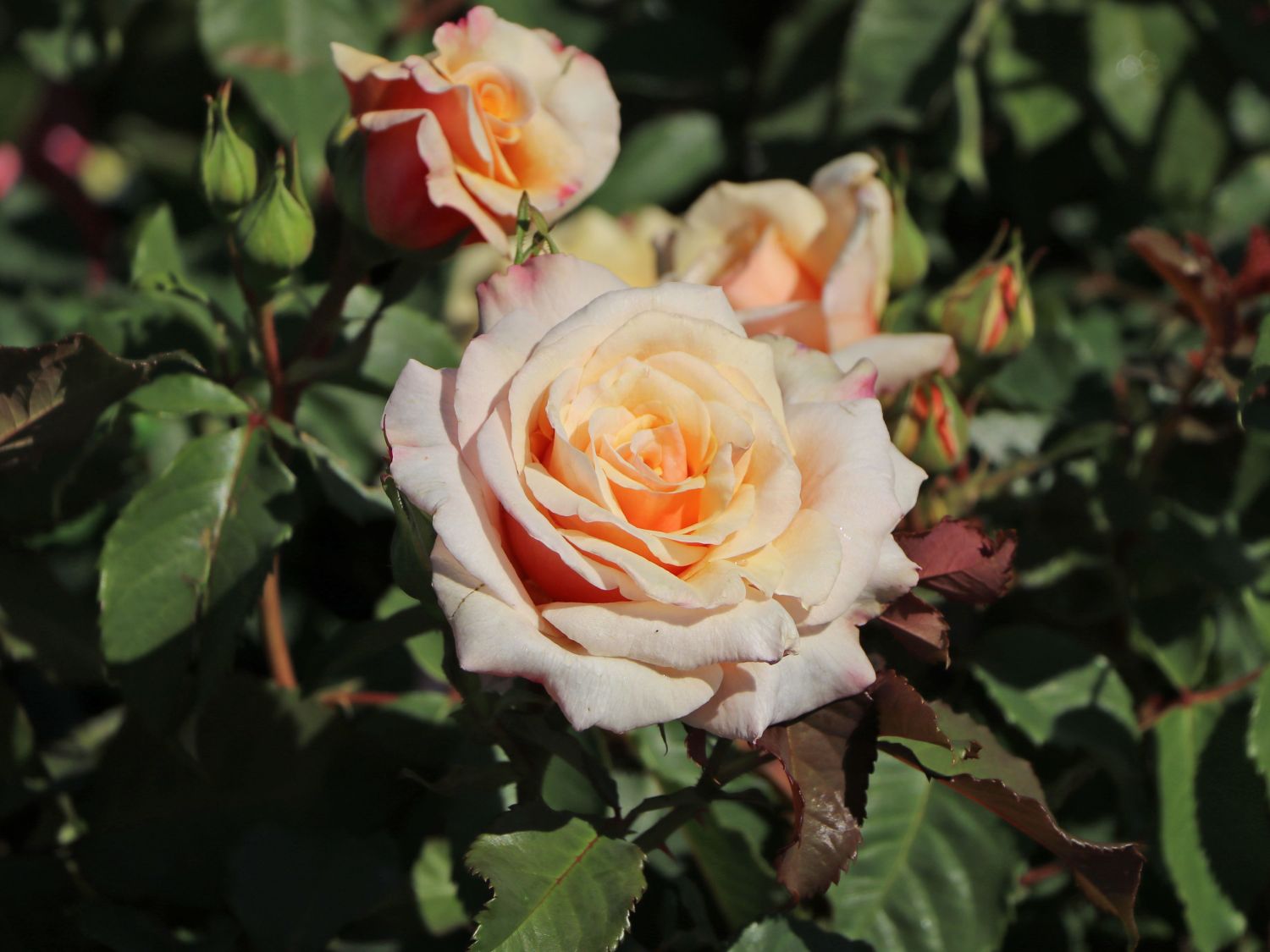 Strauchrose 'Caramella' ®