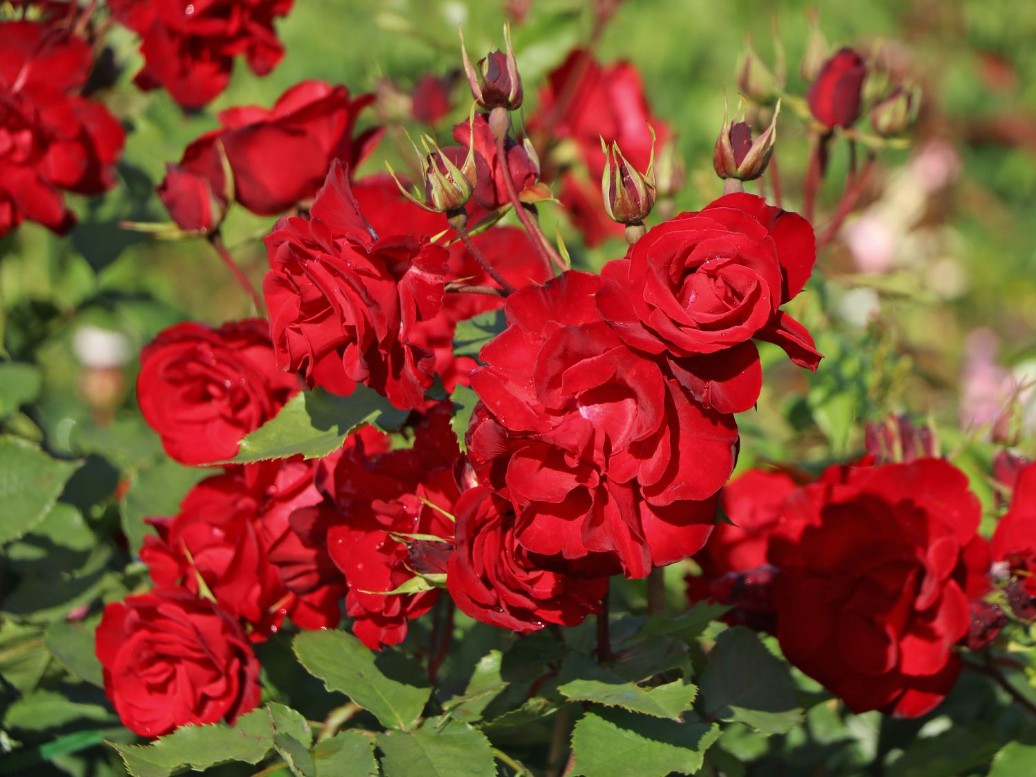 Strauchrose 'Castella' ®