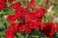 Strauchrose 'Castella' ®
