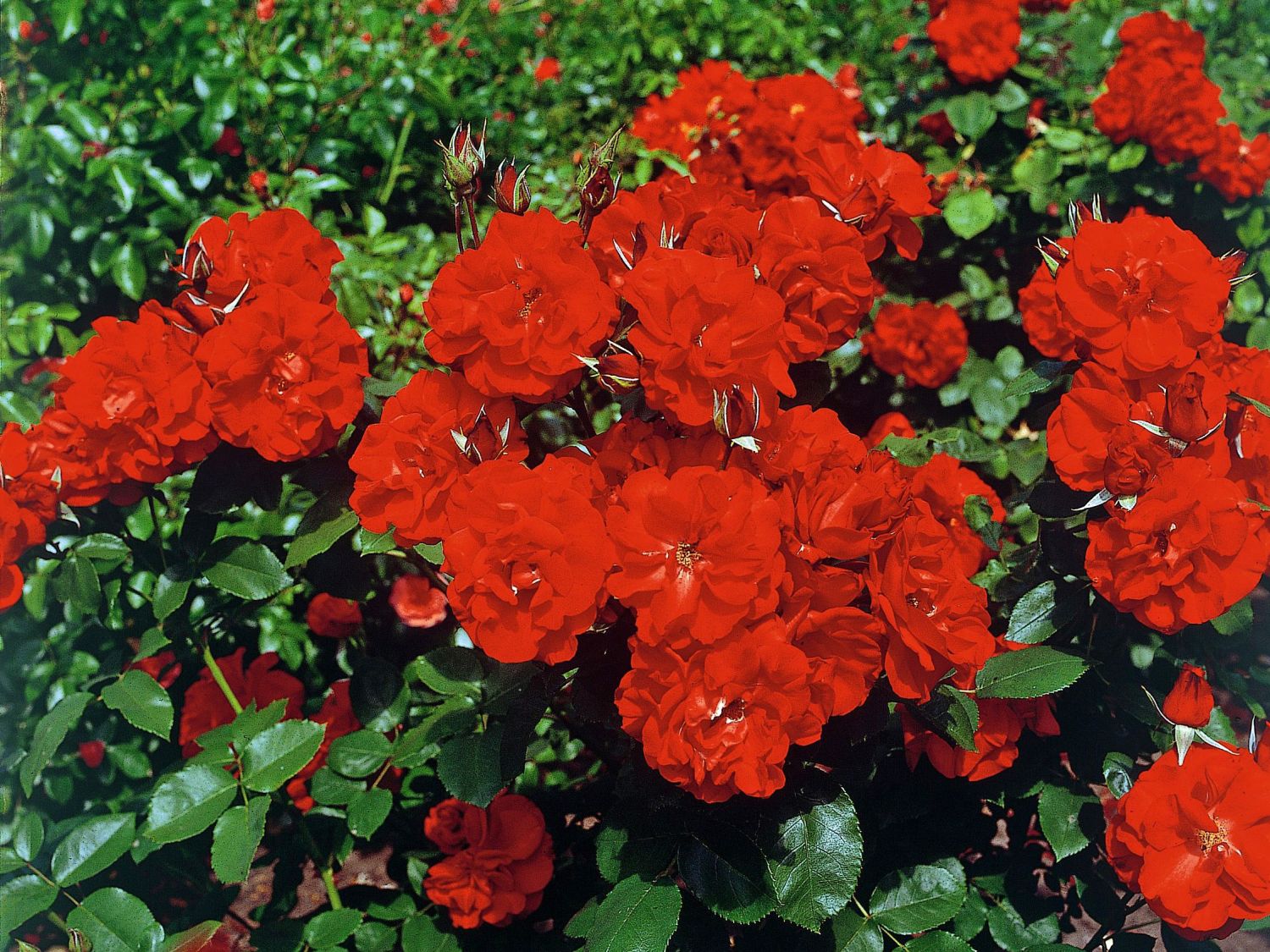 Strauchrose 'Castella' ® - Rosa 'Castella' ®