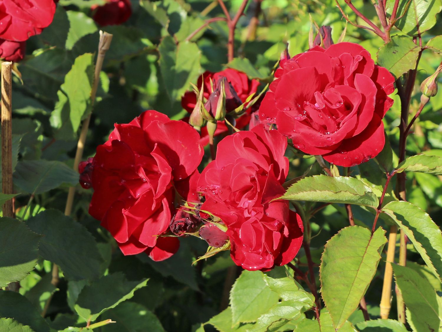 Strauchrose 'Castella' ® - Rosa 'Castella' ®