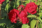 Strauchrose 'Castella' ® - Rosa 'Castella' ®