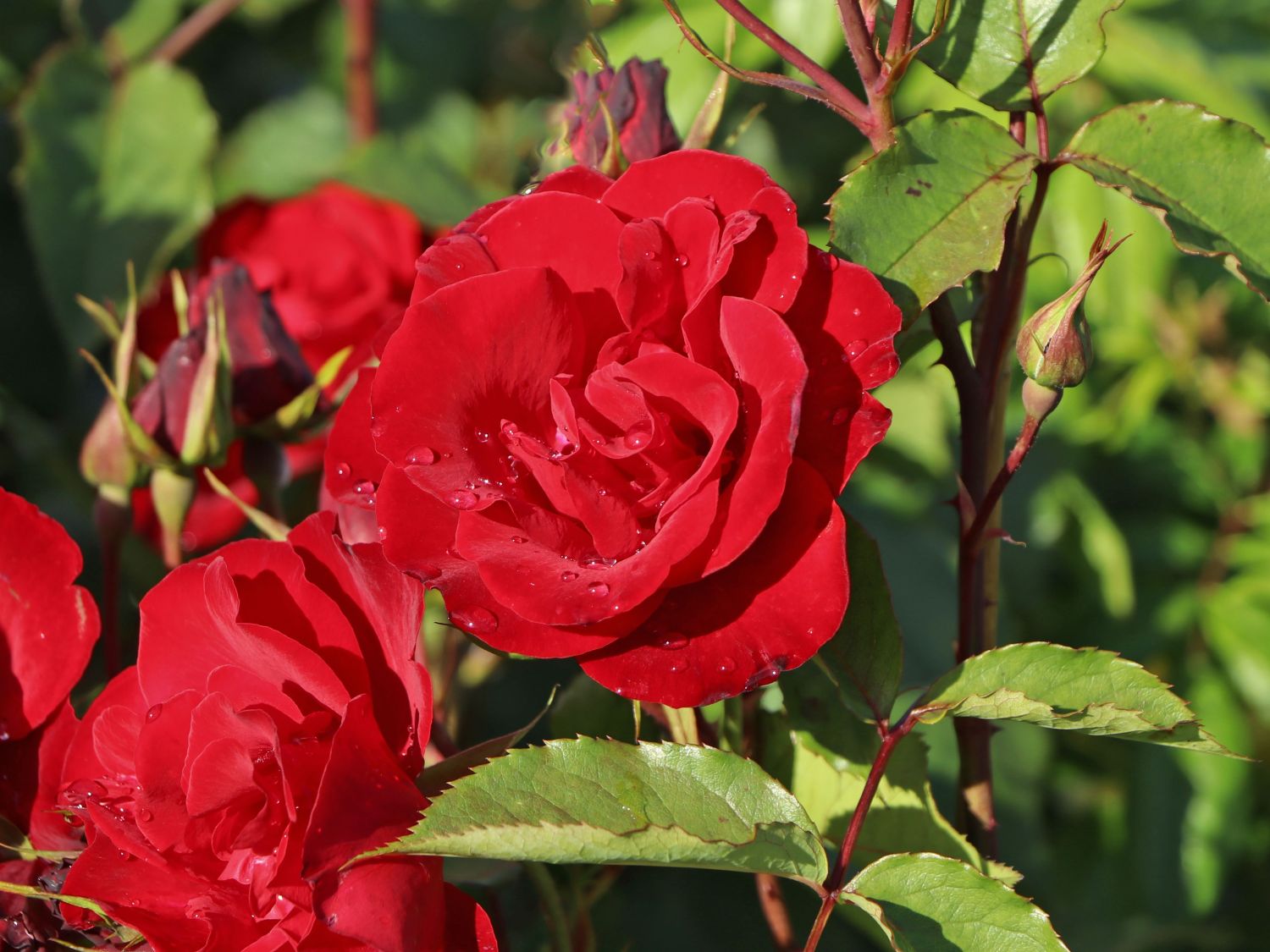 Strauchrose 'Castella' ® - Rosa 'Castella' ®