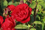 Strauchrose 'Castella' ® - Rosa 'Castella' ®