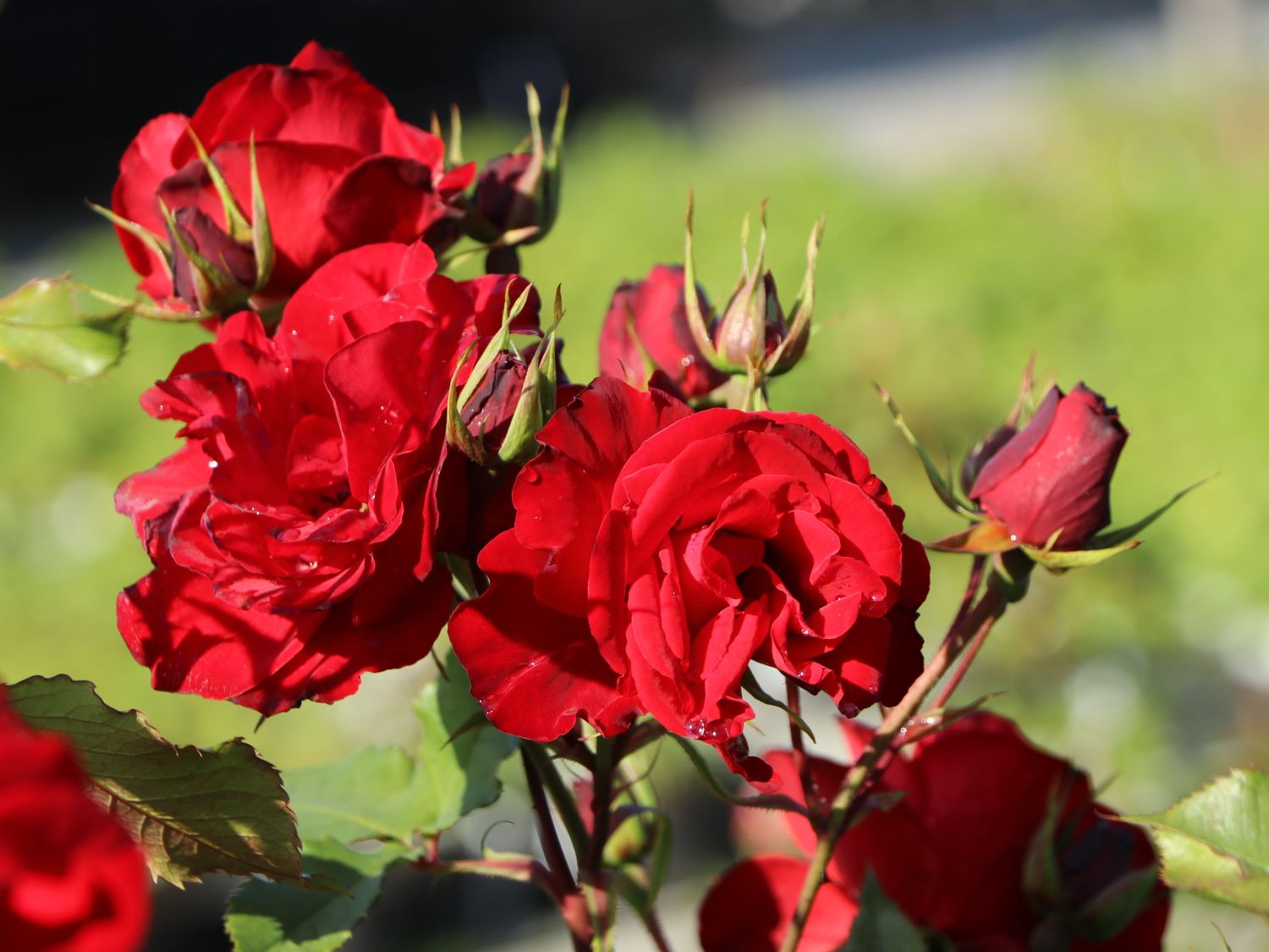 Strauchrose 'Castella' ® - Rosa 'Castella' ®