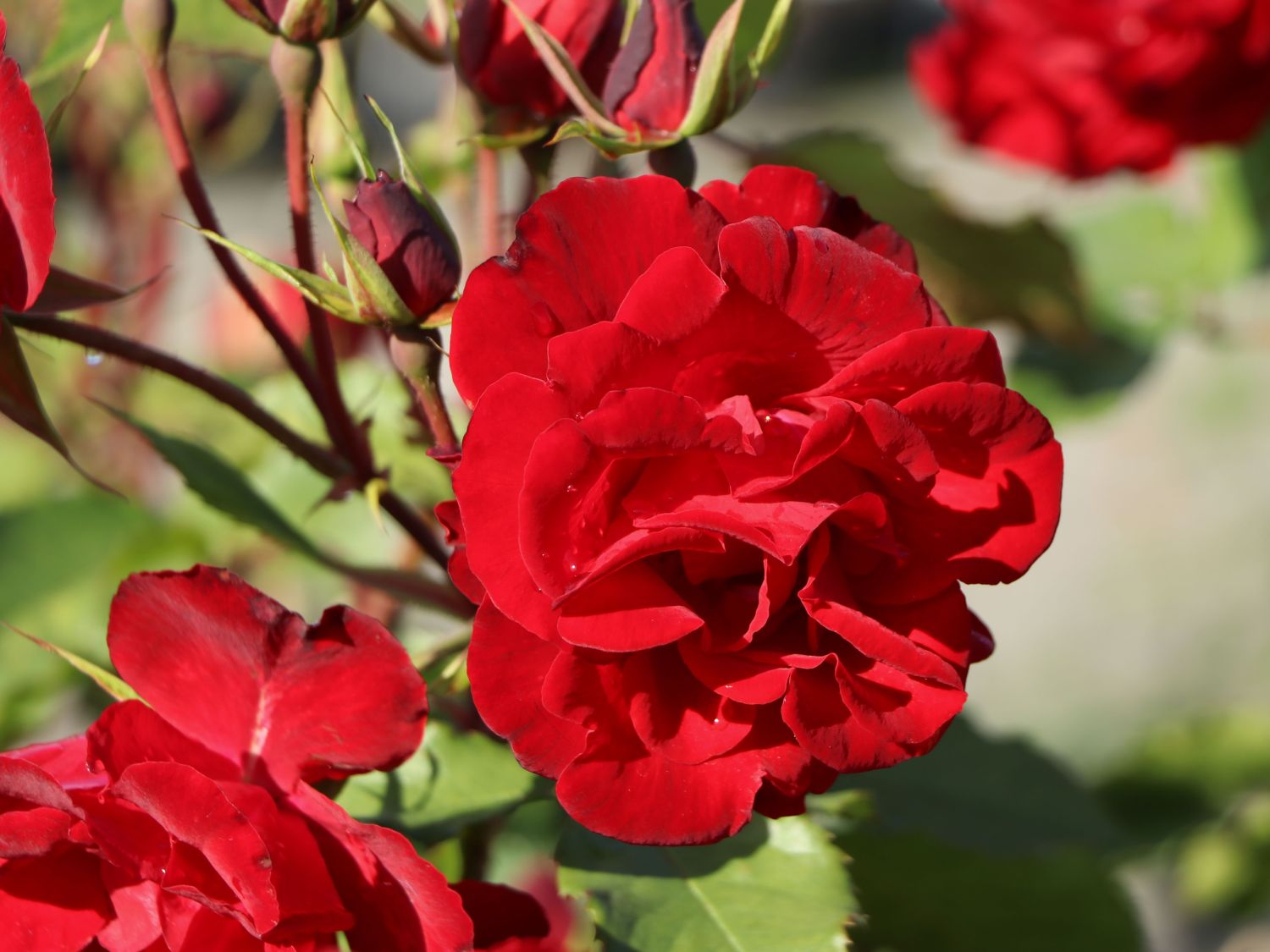 Strauchrose 'Castella' ® - Rosa 'Castella' ®